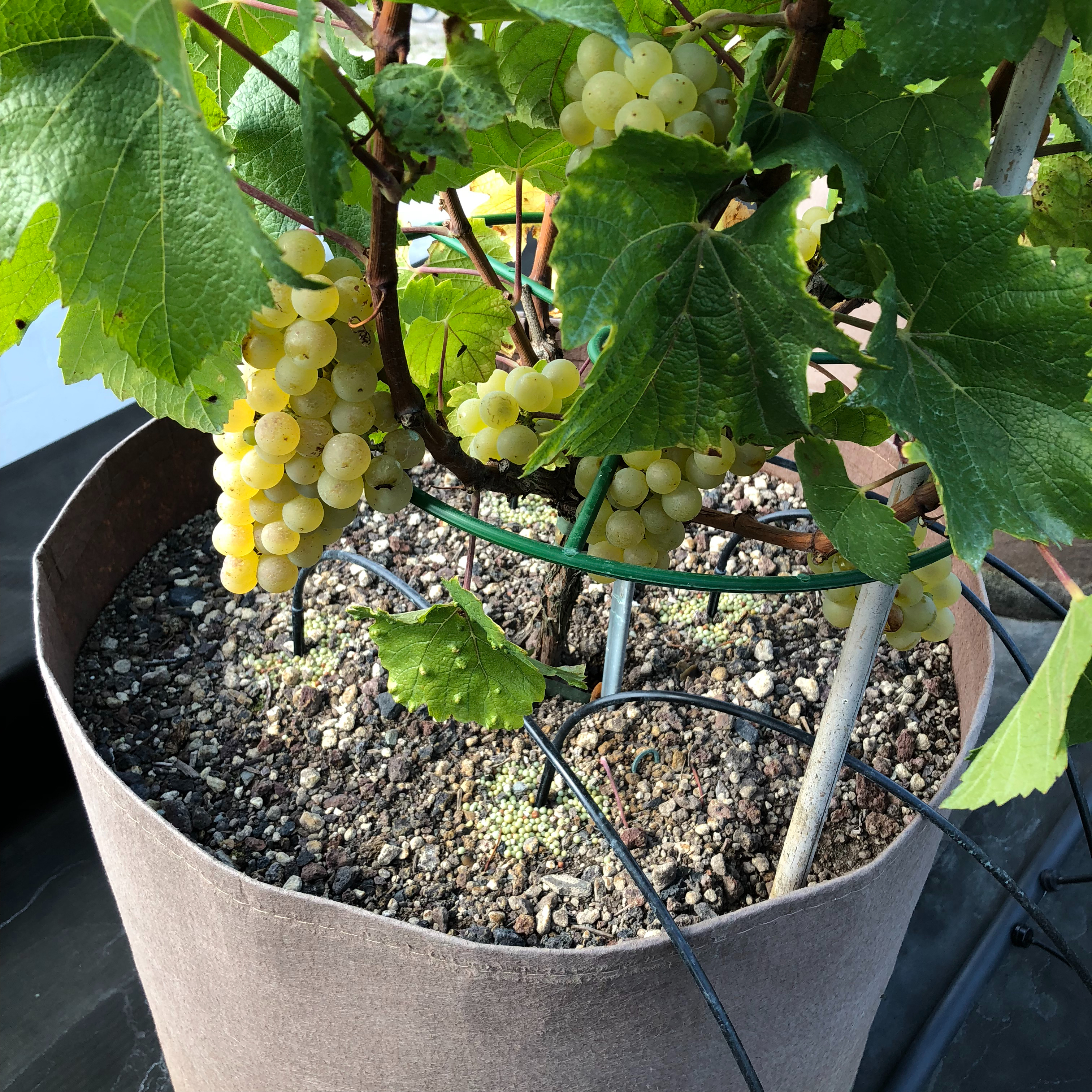 MKT WIJN Chardonnay