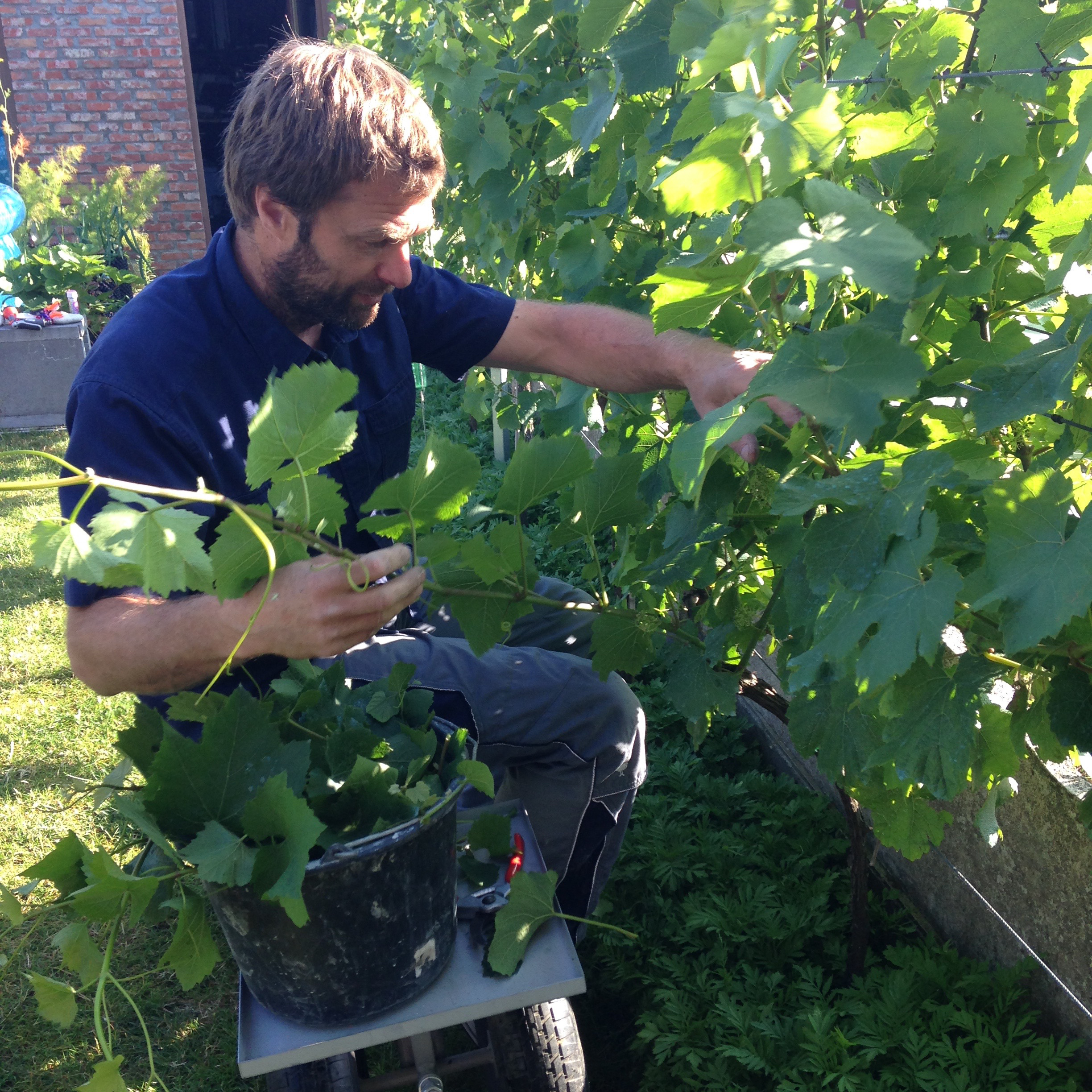 MKT-chardonnay Boom