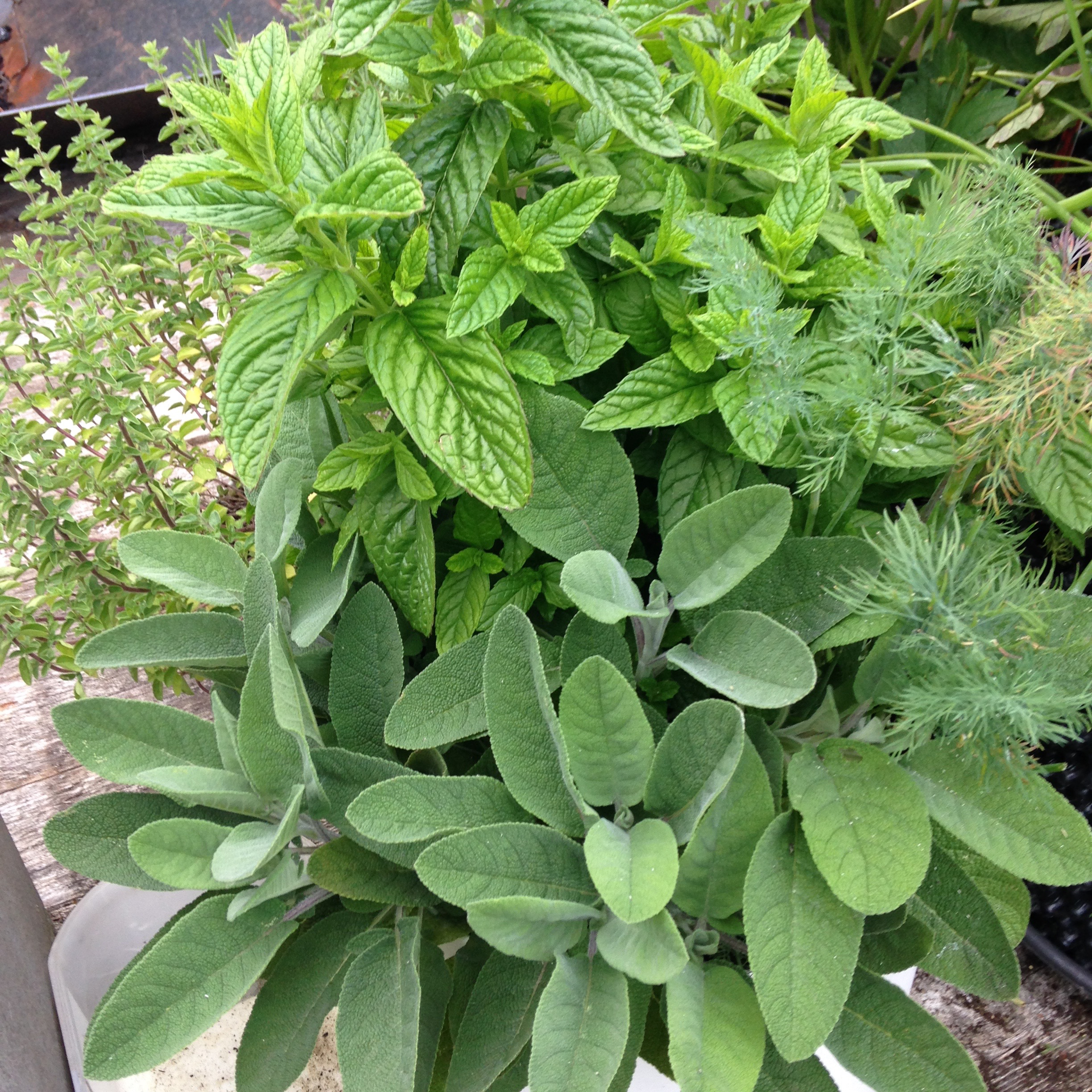 MKT TUIN Moestuin in pot